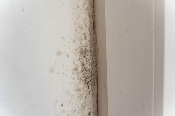 Best Mold Damage Restoration  in USA